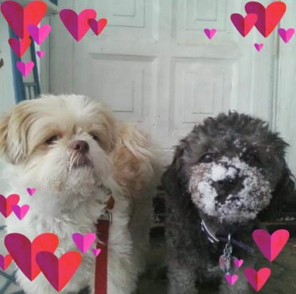 Meet your Posher, Carole - Picture 1 of 1